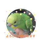 オカメインコとセキセイインコ（個別スタンプ：10）