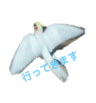 オカメインコとセキセイインコ（個別スタンプ：11）