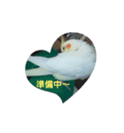 オカメインコとセキセイインコ（個別スタンプ：12）