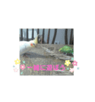オカメインコとセキセイインコ（個別スタンプ：14）