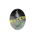オカメインコとセキセイインコ（個別スタンプ：15）