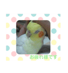 オカメインコとセキセイインコ（個別スタンプ：16）