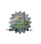 オカメインコとセキセイインコ（個別スタンプ：17）