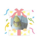 オカメインコとセキセイインコ（個別スタンプ：18）