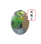 オカメインコとセキセイインコ（個別スタンプ：19）