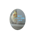 オカメインコとセキセイインコ（個別スタンプ：20）