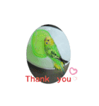 オカメインコとセキセイインコ（個別スタンプ：21）