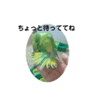 オカメインコとセキセイインコ（個別スタンプ：22）