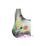 オカメインコとセキセイインコ（個別スタンプ：24）