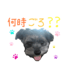 ぷぅちゃん 3（個別スタンプ：2）