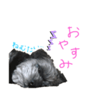 ぷぅちゃん 3（個別スタンプ：3）