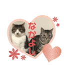 猫たちの晩餐会（個別スタンプ：1）