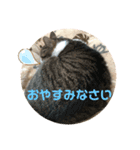 猫たちの晩餐会（個別スタンプ：2）