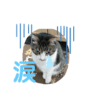 猫たちの晩餐会（個別スタンプ：3）
