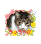 猫たちの晩餐会（個別スタンプ：6）