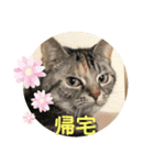 猫たちの晩餐会（個別スタンプ：8）