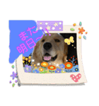 看板犬こむぎスタンプ（個別スタンプ：18）