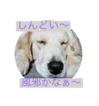 看板犬こむぎスタンプ（個別スタンプ：24）