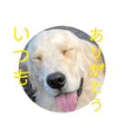 看板犬こむぎスタンプ（個別スタンプ：37）