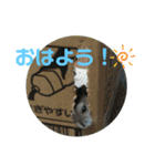 ジャンガリアンのまるちゃんスタンプ（個別スタンプ：19）