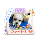 うちのシーズー二コちゃん（個別スタンプ：7）