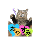 みーーーーーーーーやたスタンプ（個別スタンプ：12）