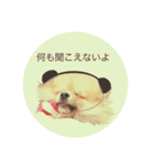 我が犬 フィリップ（個別スタンプ：7）