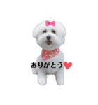 愛犬ももパルゆめすず（個別スタンプ：1）