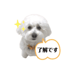 愛犬ももパルゆめすず（個別スタンプ：4）