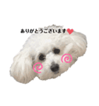 愛犬ももパルゆめすず（個別スタンプ：5）