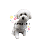 愛犬ももパルゆめすず（個別スタンプ：6）
