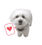 愛犬ももパルゆめすず（個別スタンプ：7）