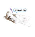 愛犬ももパルゆめすず（個別スタンプ：8）