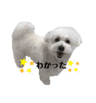 愛犬ももパルゆめすず（個別スタンプ：11）