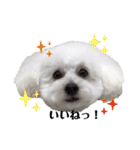 愛犬ももパルゆめすず（個別スタンプ：12）