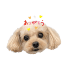 愛犬ももパルゆめすず（個別スタンプ：13）