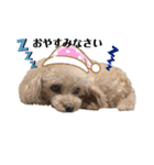 愛犬ももパルゆめすず（個別スタンプ：16）