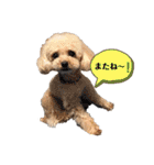 愛犬ももパルゆめすず（個別スタンプ：17）