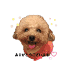愛犬ももパルゆめすず（個別スタンプ：19）