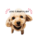 愛犬ももパルゆめすず（個別スタンプ：20）