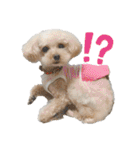 愛犬ももパルゆめすず（個別スタンプ：22）