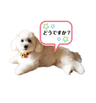 愛犬ももパルゆめすず（個別スタンプ：23）