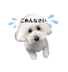 愛犬ももパルゆめすず（個別スタンプ：24）