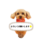 愛犬ももパルゆめすず（個別スタンプ：25）