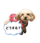 愛犬ももパルゆめすず（個別スタンプ：26）