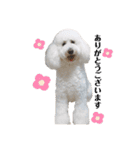 愛犬ももパルゆめすず（個別スタンプ：28）