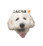 愛犬ももパルゆめすず（個別スタンプ：31）