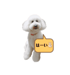 愛犬ももパルゆめすず（個別スタンプ：33）