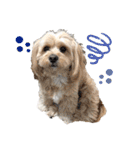 愛犬ももパルゆめすず（個別スタンプ：34）