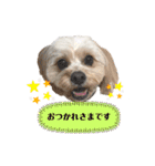 愛犬ももパルゆめすず（個別スタンプ：36）